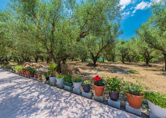 Olive Grove House By Elite * Kypseli