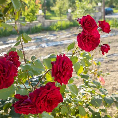 Olive Grove House By Elite 度假居